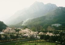 Frühling im Kumgang Gebirge - Mamulsang Tal